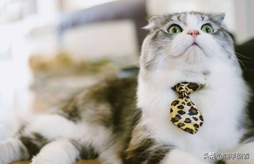 猫咪贫血吃什么补血最快,一个月大猫咪贫血怎么治