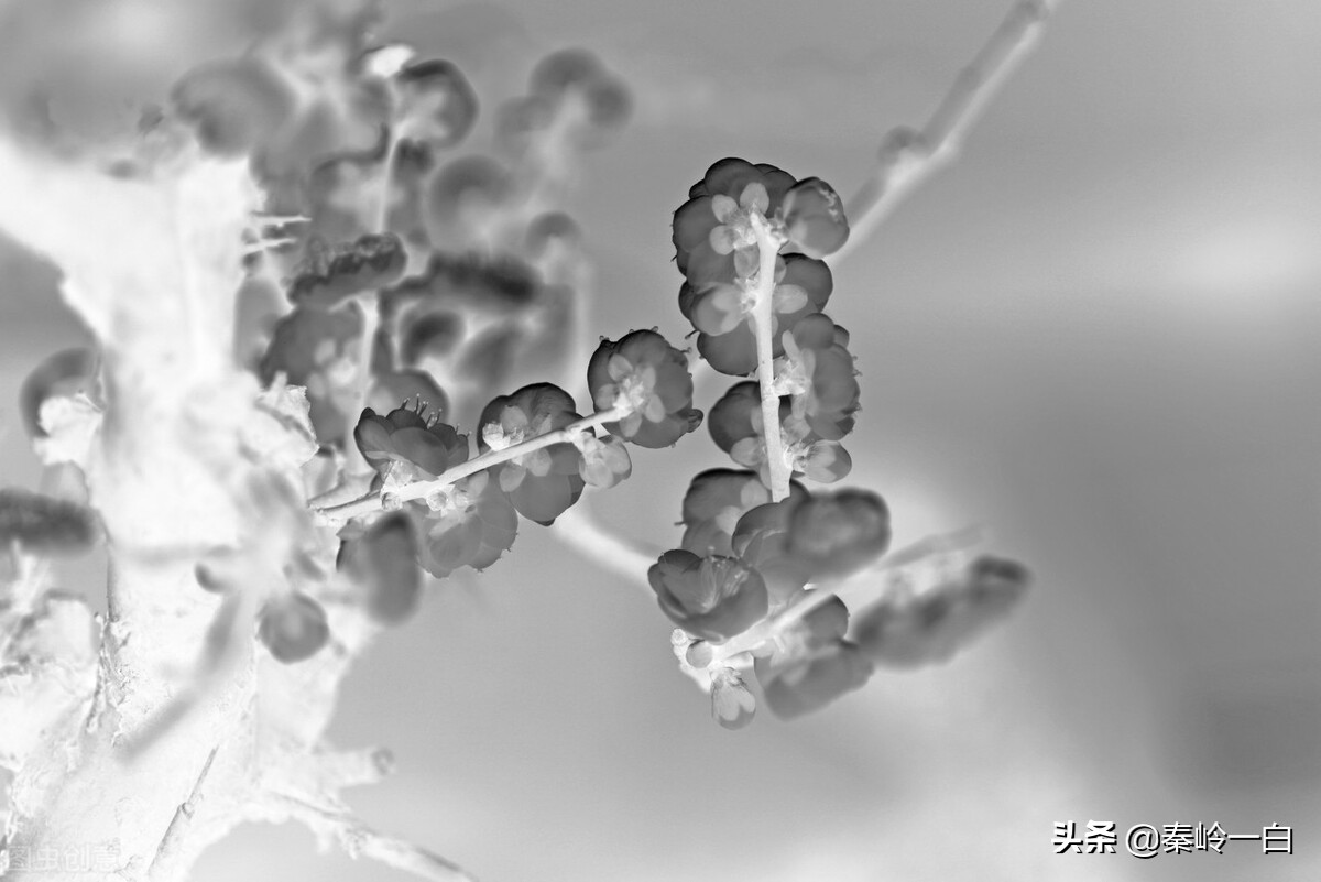 王冕是元朝末年的著名诗人与画家,元朝著名画家王冕的书画作品欣赏