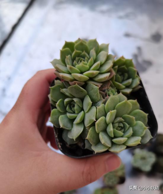 肉肉开箱专辑,肉肉开箱视频大全