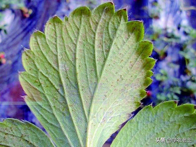 大棚草莓打红蜘蛛最好什么时间打,红蜘蛛病虫害防治大概是什么时候