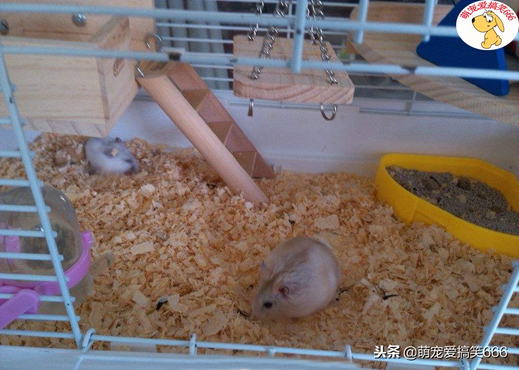 新手养仓鼠的十大禁忌有哪些,不建议养仓鼠