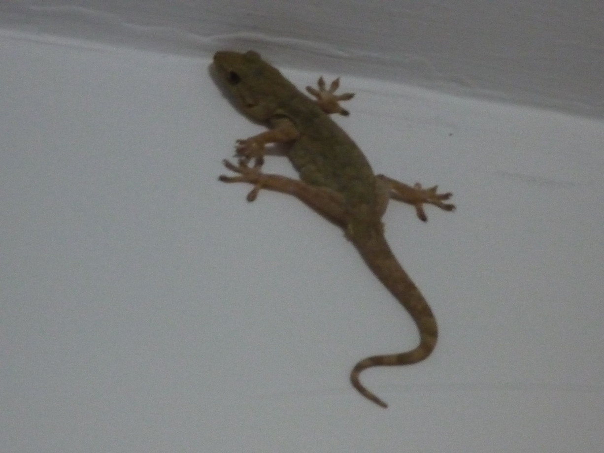 人畜无害的壁虎为什么会列入五毒,五毒之一壁虎为什么有毒