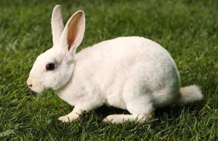 千年的王八万年的龟精辟,千年王八万年龟是俗语吗