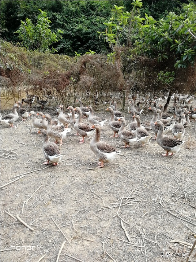 想养活鹅怎么弄,养鹅管理流程和预防方案