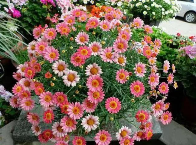 美丽的少女藤本月季,玛格丽特少女之花