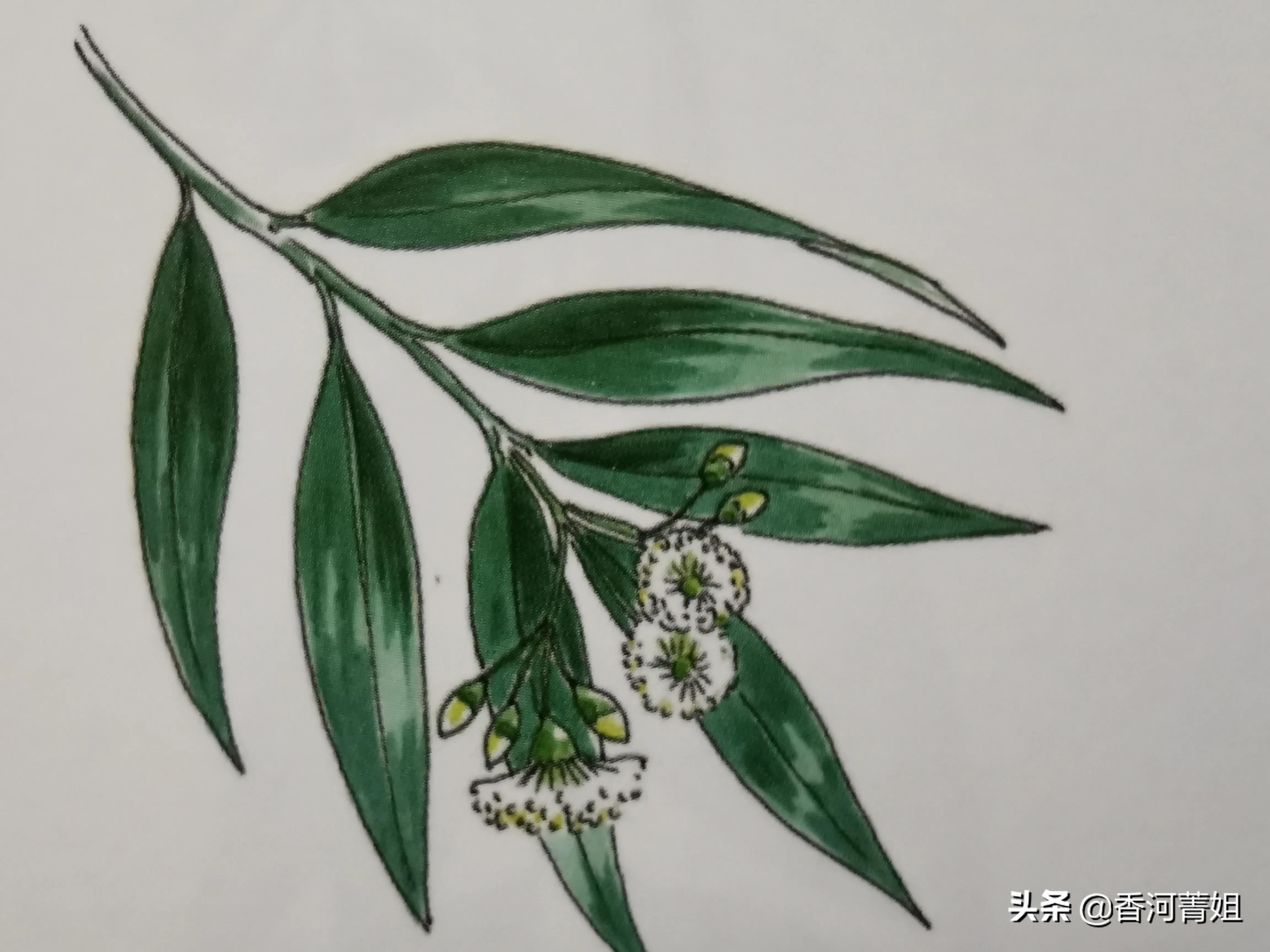 玫瑰桉板材,玫瑰桉