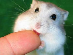 仓鼠买回家一晚上就死掉了,仓鼠买回来就死了怎么回事