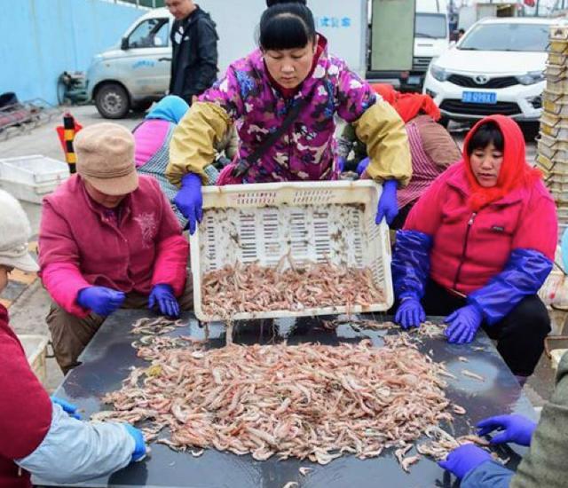 青岛海蛎虾,2019年青岛蛎虾