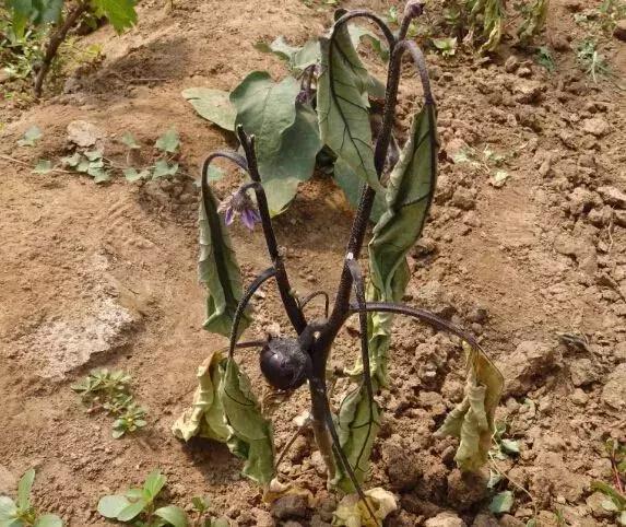 番茄青枯病萎蔫,青枯病和立枯病萎蔫的症状