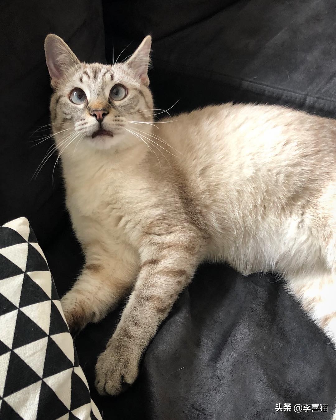 黄瓜吓唬猫会应激吗,盘点猫咪被黄瓜吓一跳的瞬间