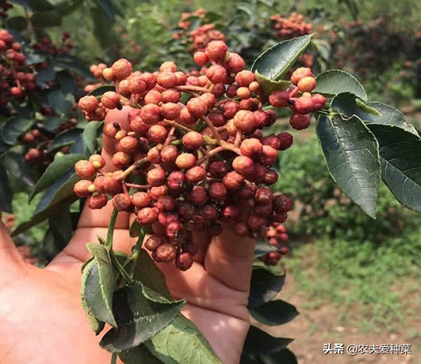 什么树果实能吃叶子也能吃,有什么树果实和花都能吃