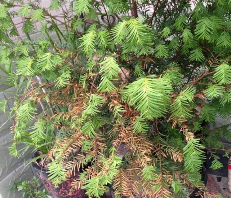 红豆杉黄叶干枝是怎么回事,红豆杉底部黄叶是什么原因