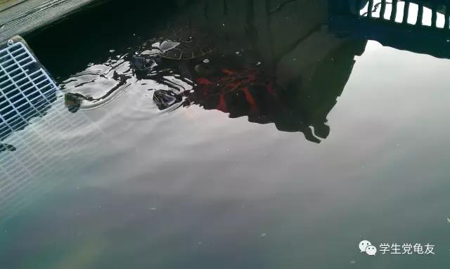 锦上添花浓淡相宜,花龟的发色