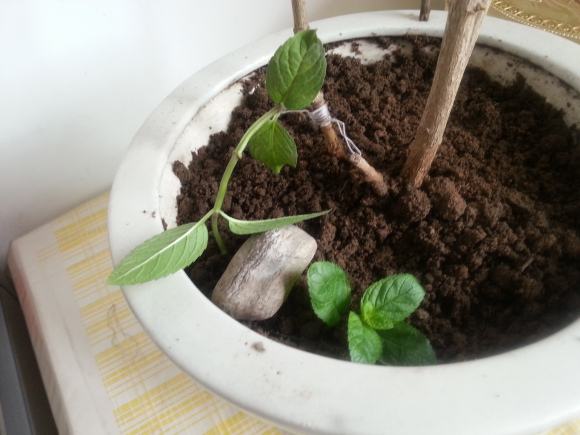 养好茉莉花需要的土,养茉莉花6个小技巧什么时候剪枝