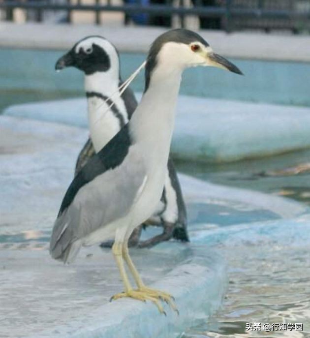 夜鹭吃鸭子,夜鹭混进企鹅