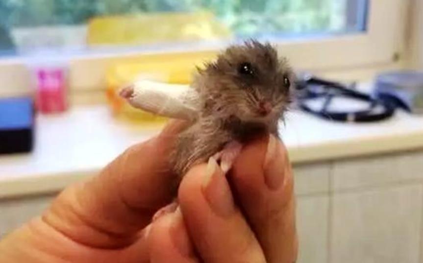 仓鼠骨折花了200包扎视频,仓鼠眼睛突然瞎了怎么回事