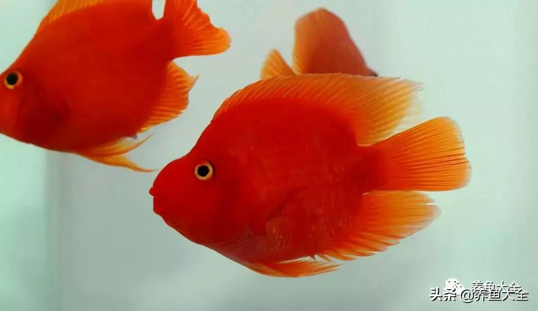 有什么能增加鱼缸里的菌群,鱼缸里面的菌群怎么培养