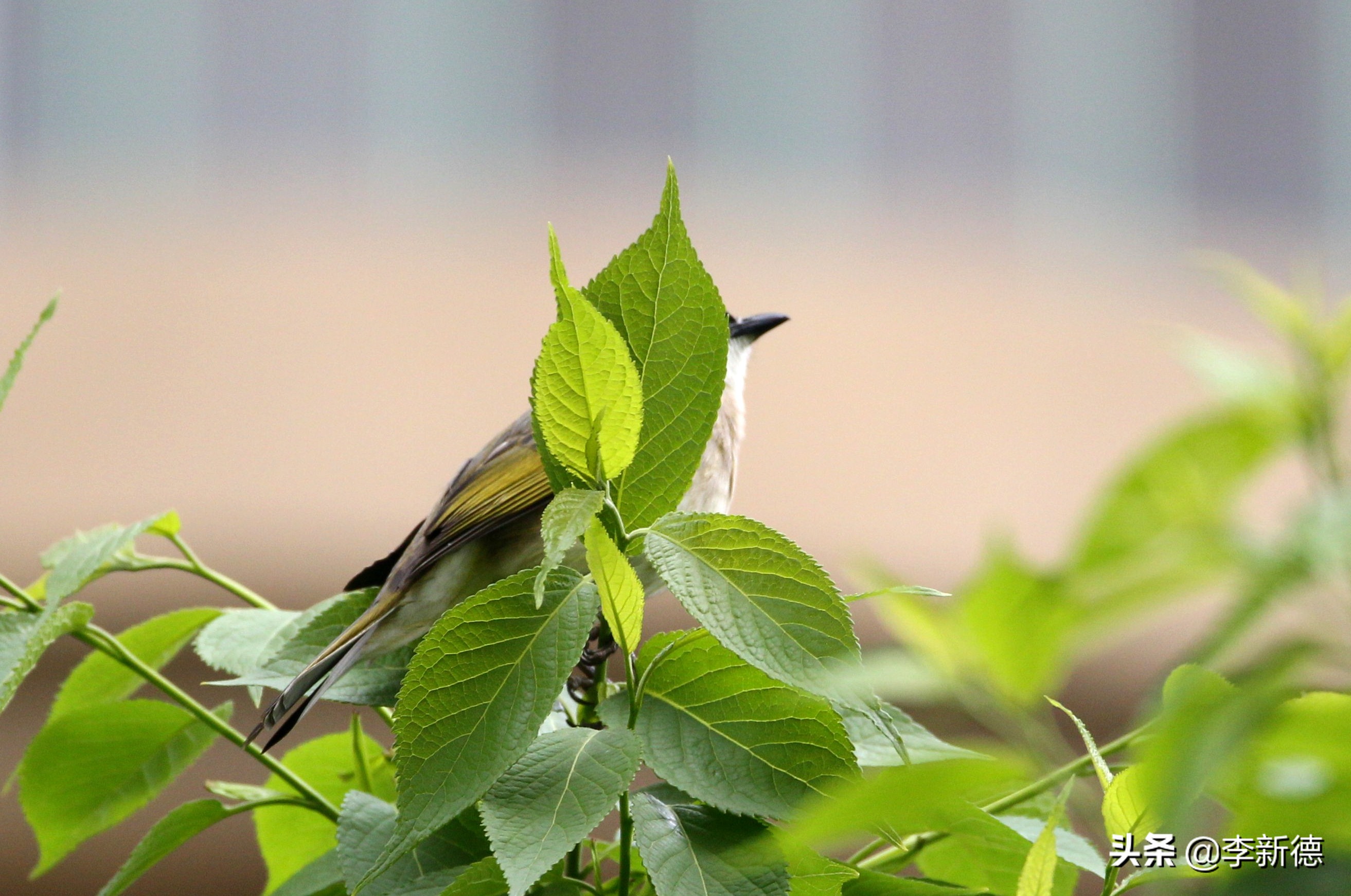 适马150佳能5d3能用吗,佳能5d3能不能用适马85f1.4a镜头