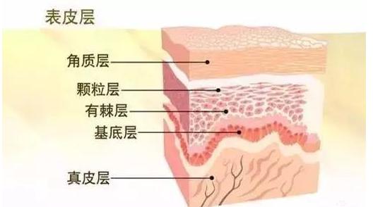 水精华乳液面霜有必要一起用吗,为什么要擦水乳精华霜的原因分析