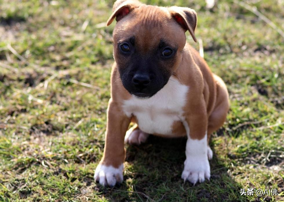 美国最受欢迎的100组小狗名字