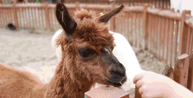 中秋假第2天！天府新区这些地方让你玩个够