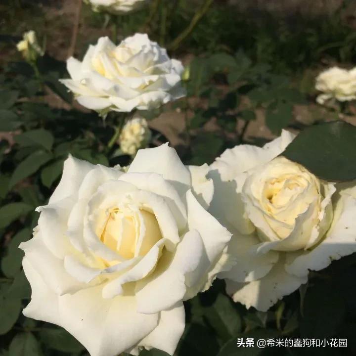 苦尽甘来栀子花,苦尽甘来推荐