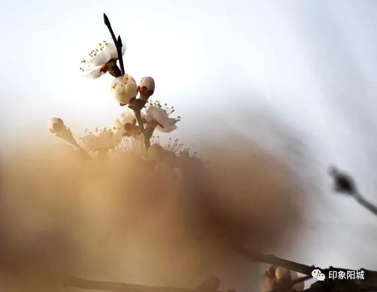 晋城哪里可以春游,晋城附近春游景点