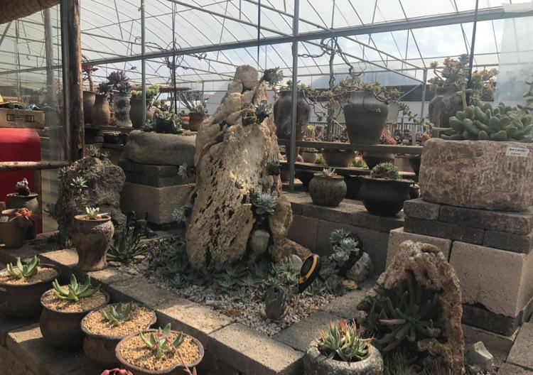 自从养花生活质量都变好了,花园生活的真实感受