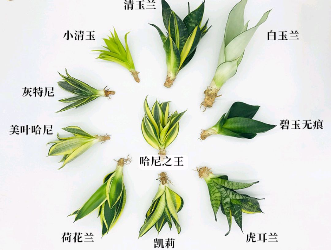 这“38种花”，当你开始收集品种时，你已入坑颇深