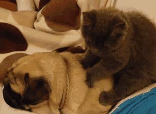 办理天然气开户不在本地怎么办,燃气更改户号之前交的费怎么办