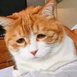 南极人恒源祥的东西还能买吗,南极人恒源祥是正品吗