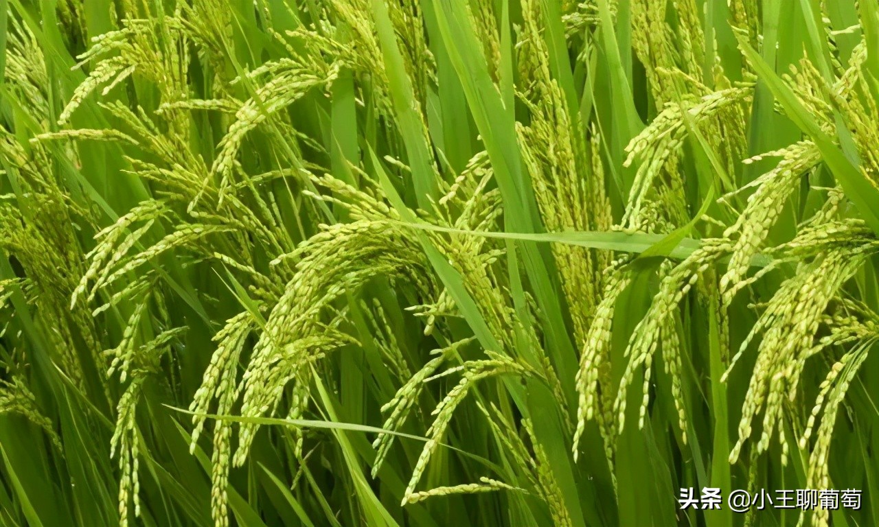 磷酸二氢钾假货是肥效不够吗,假的磷酸二氢钾纯度99和98的区别