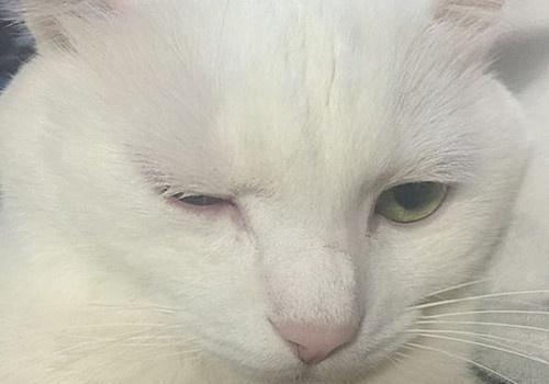 宠物整形手术背后的残忍你见过吗,宠物美容技术的手法有哪几种