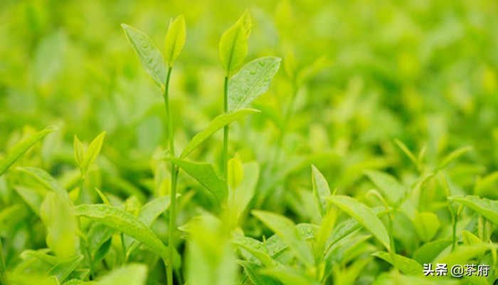 酒让人越喝越糊涂，它让人越喝也清醒，你知道它吗