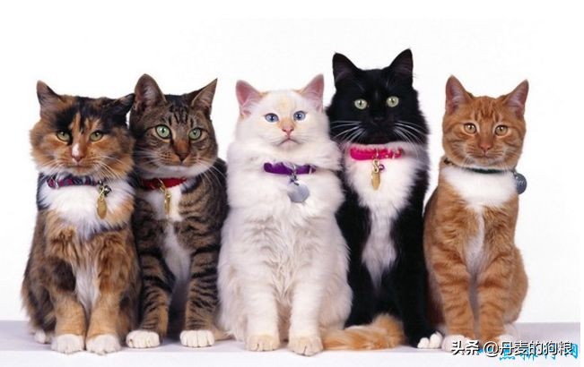 排名前十的家庭宠物,十大家庭宠物品牌排行榜