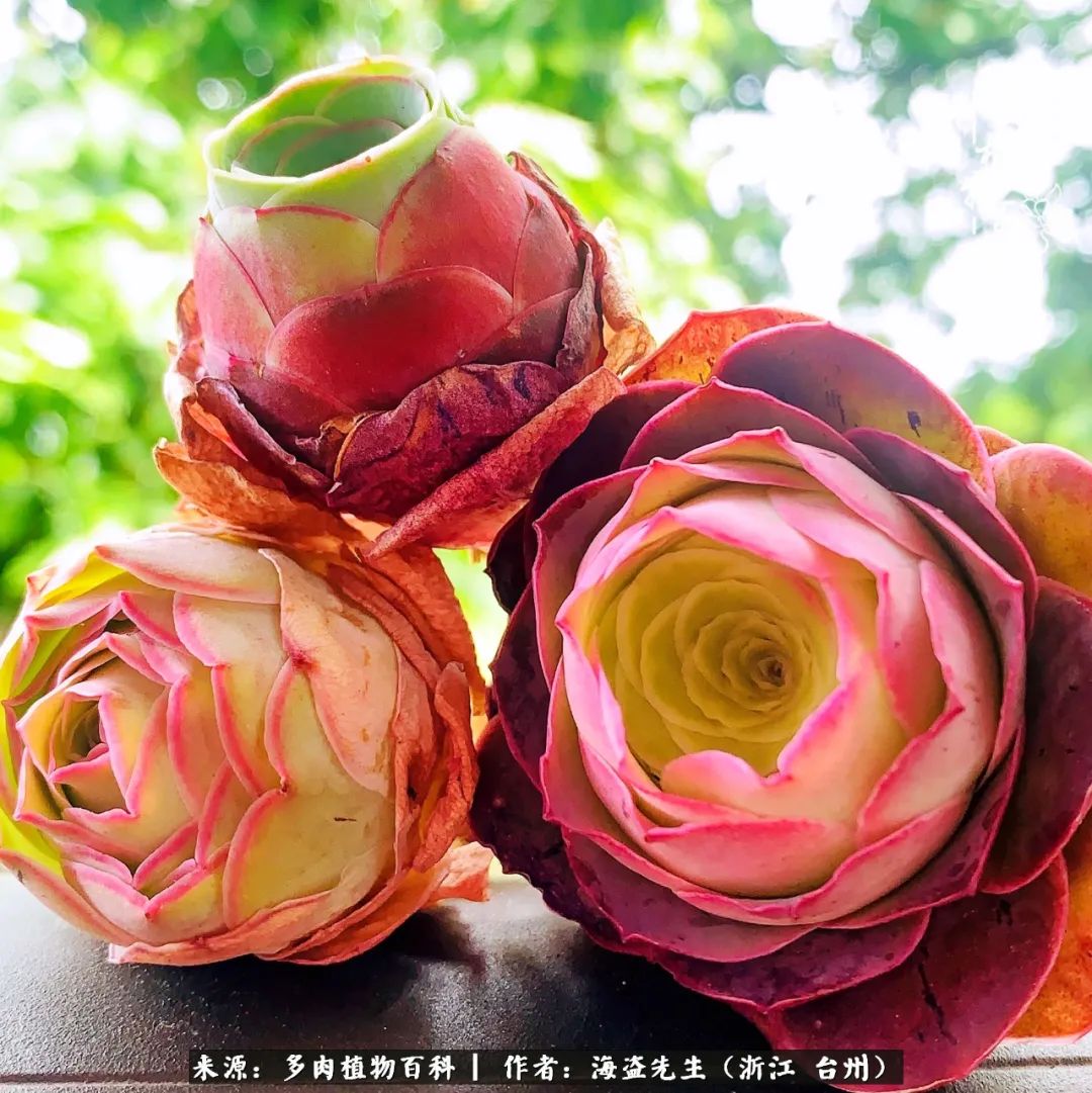 山地玫瑰养护顺口溜,山地玫瑰的养护种植注意事项视频