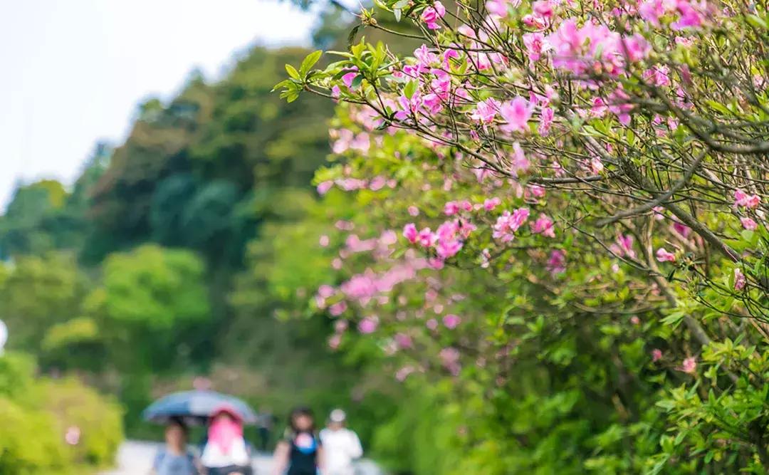 隐藏在梧桐山里的世外桃源,深山独门独户世外桃源