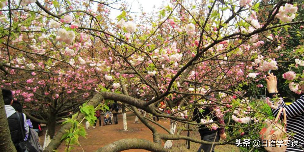 小白学日语如何快速提高口语,小白学日语视频教程