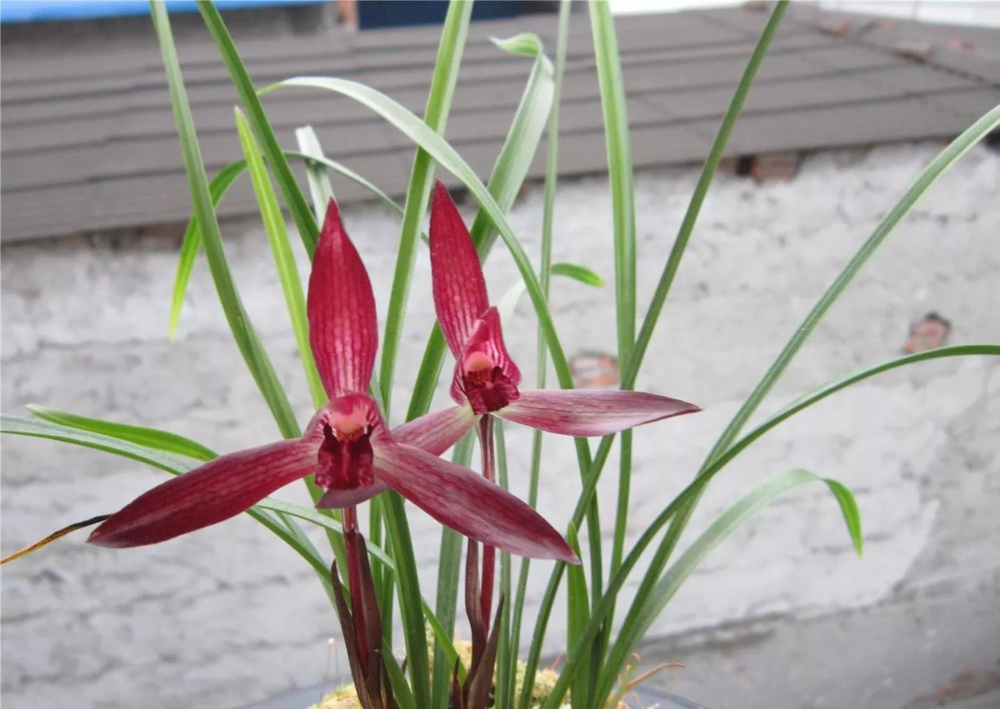 云南玉溪血红春兰,云南玉溪有哪些名贵兰花