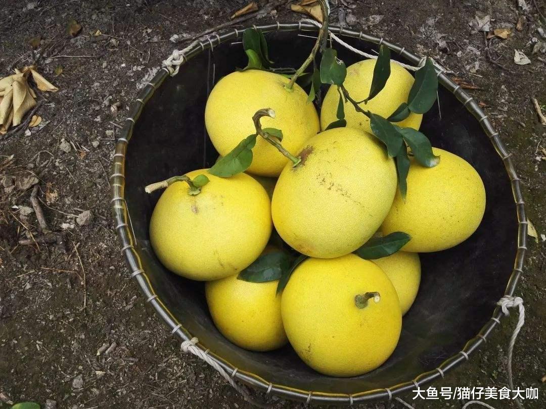 哪些地方的柚子最好吃,中国哪里的柚子最出名