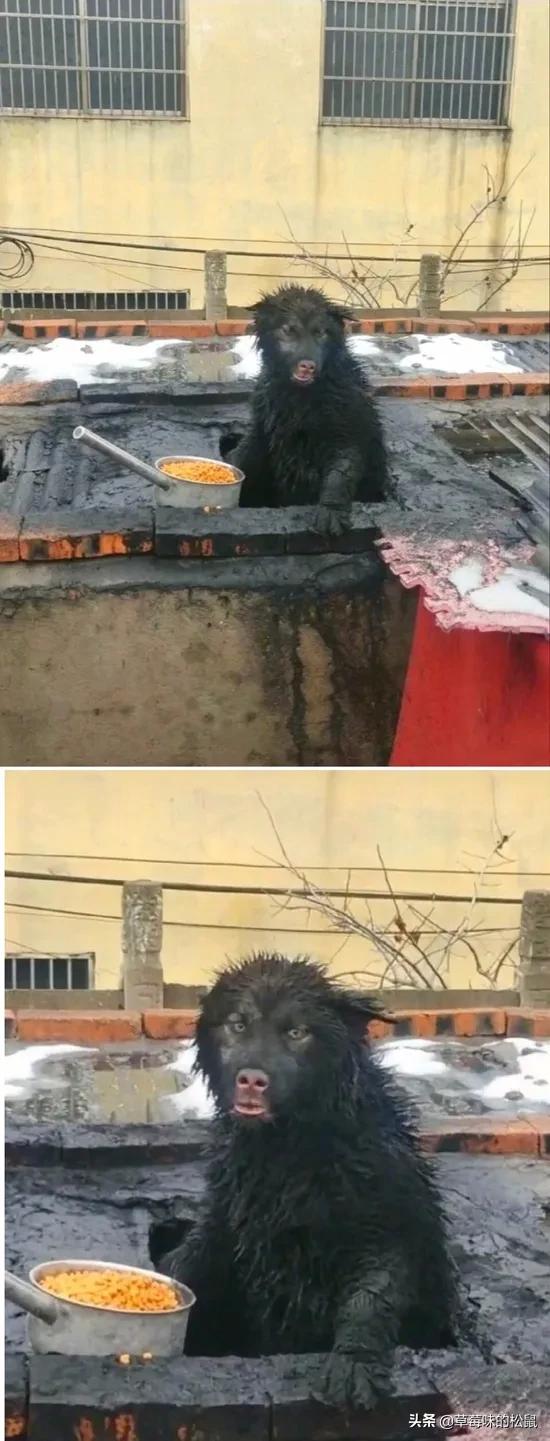 英国首相得新冠是真的吗,英国首相新冠反应