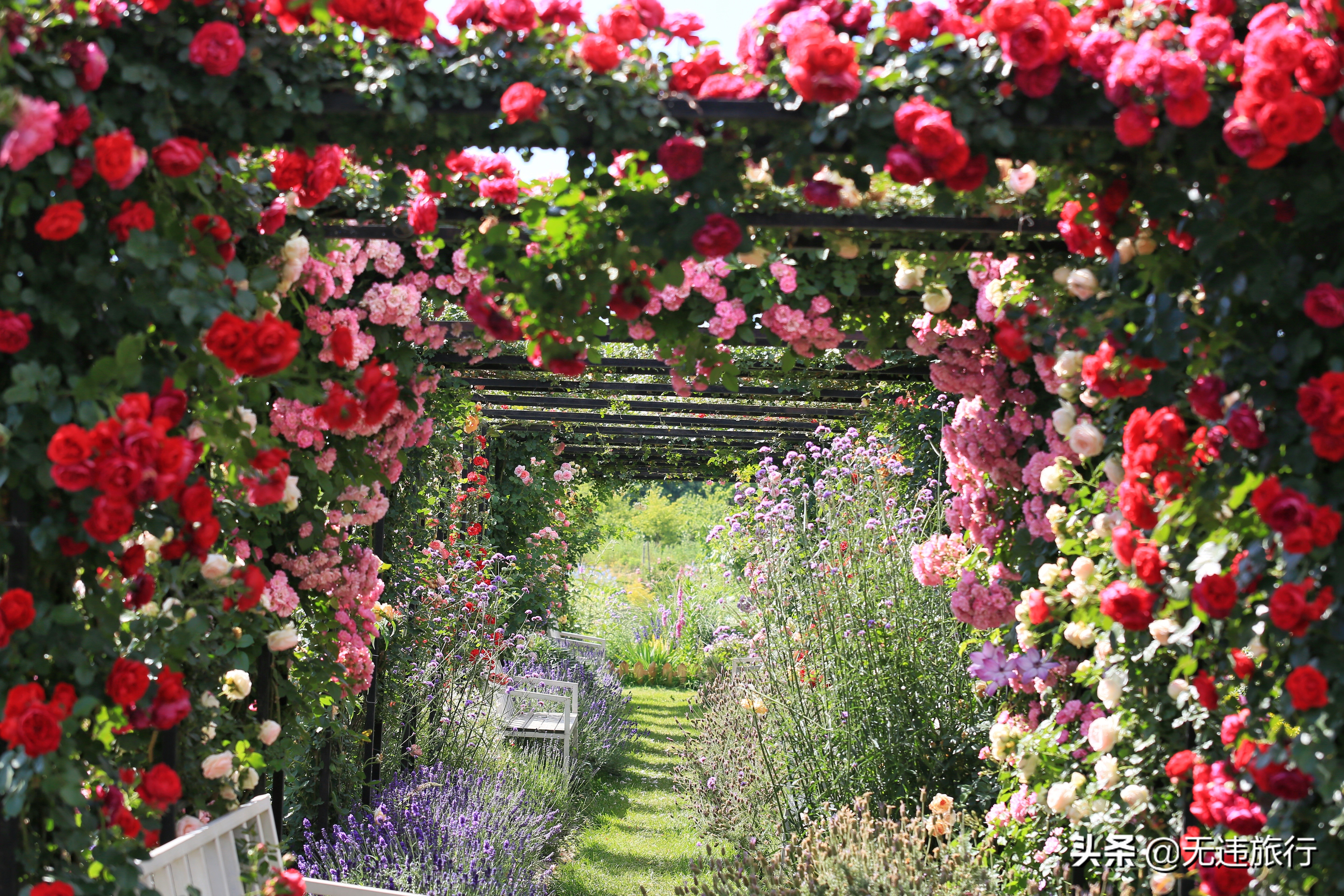 大理网红打卡地草场,大理网红打卡地猫米花园