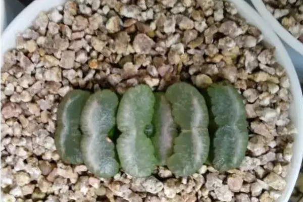 多肉用有机土好还是颗粒土好,夏天多肉用颗粒土还是营养土