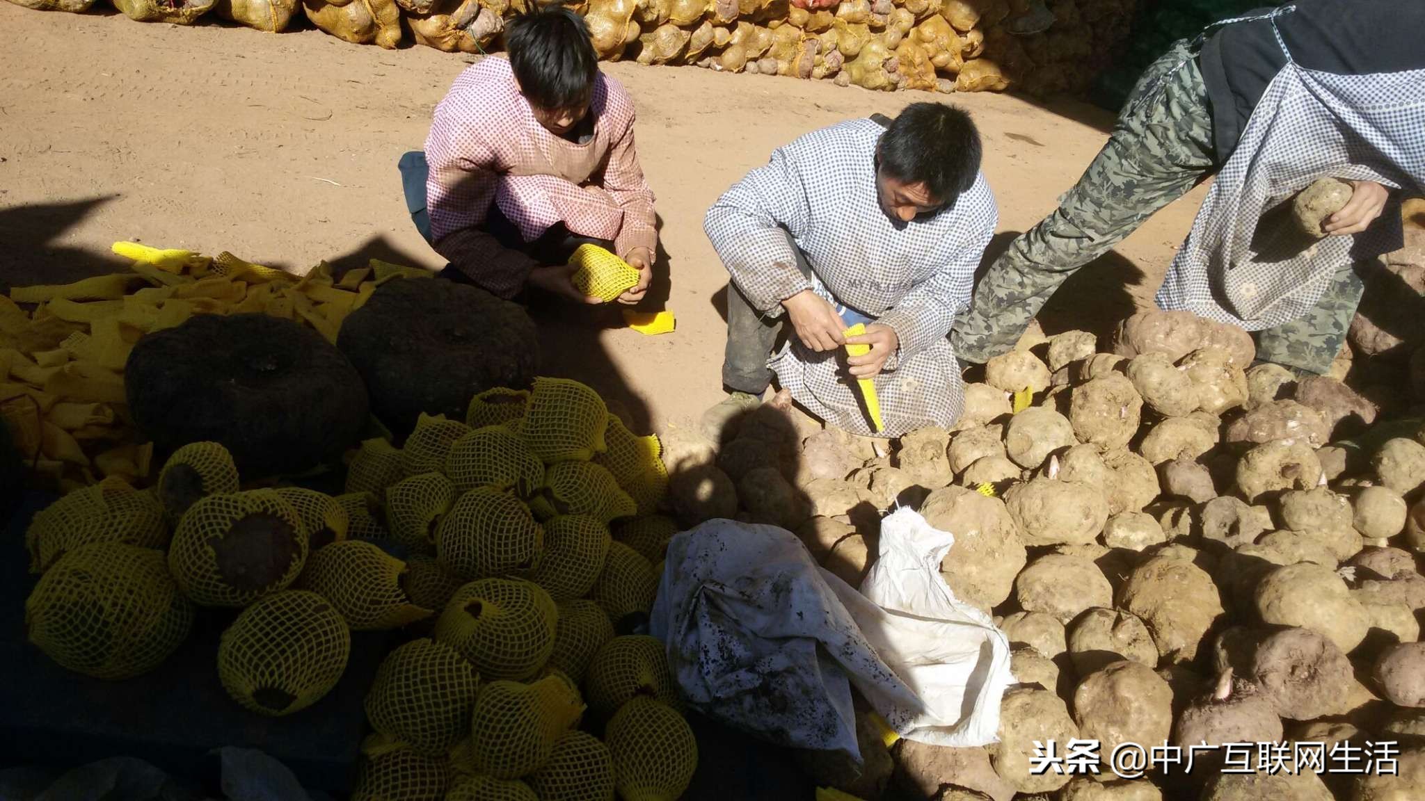 魔芋独特性,魔芋的魔性食材