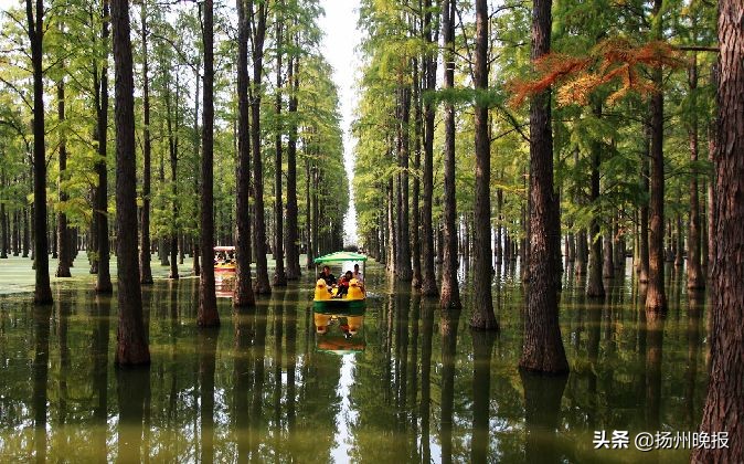 2018年冬天扬州赏花攻略,扬州11月秋景打卡地