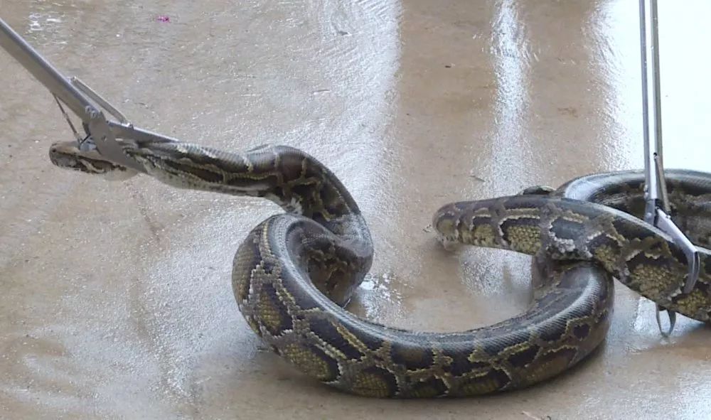 偷鸭贼被逮住视频,偷鸭贼被抓