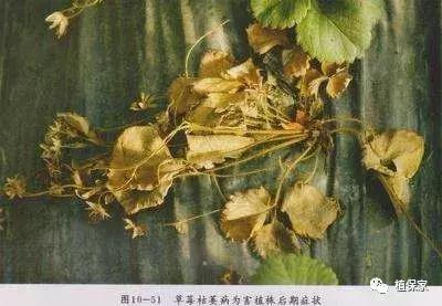 大棚草莓常见病虫害防治方法,南京地区草莓病虫害防治的现状