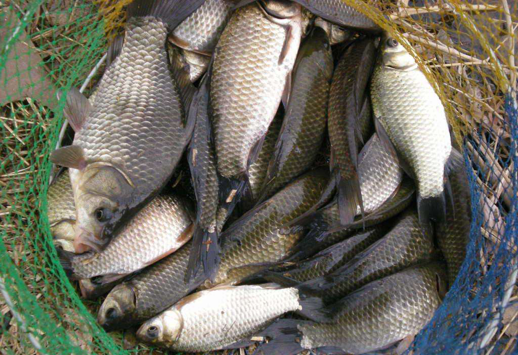 杞荤獫鎵撴硶,鎬庝箞鏍疯杞绘瘮閲嶇殑绐濇枡鍙樺ぇ姣旈噸