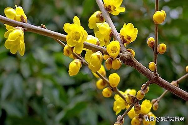 适合庭院的四季花,庭院最好养最漂亮四季常开的花