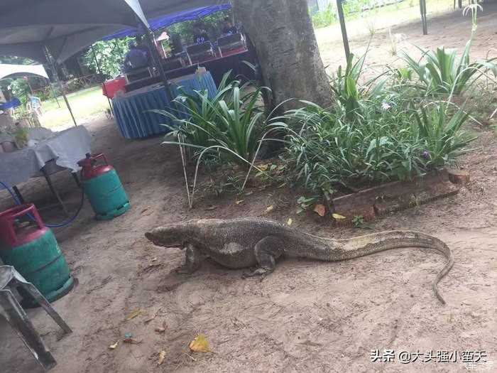 沙巴马穆迪岛为什么最小 (马穆迪岛海岛)